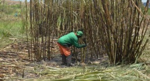 Acordo salarial beneficia 100 mil trabalhadores em canavieiros em Alagoas
