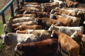 Abertura do mercado norte-americano para a carne deve favorecer crescimento da pecuária brasileira