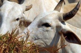 Pacto pela pecuária sustentável evita que consumidor compre carne de área desmatada