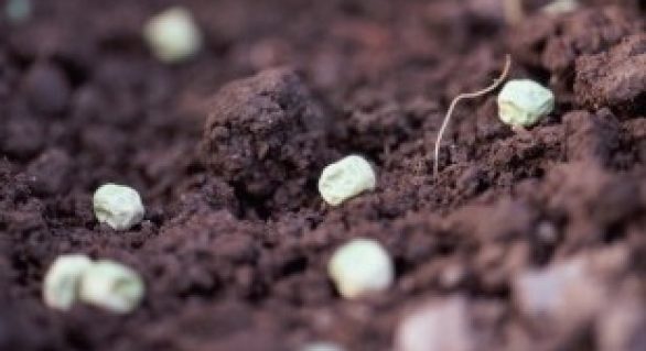 Escassez leva o Ministério da Agricultura rever uso obrigatório de semente orgânica
