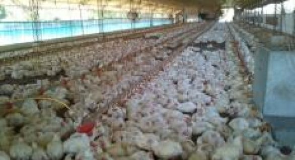 Perspectiva para produção de frangos nos Estados Unidos depende da demanda, mas deve crescer