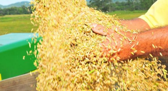 Leilão de arroz irá negociar 70 mil toneladas