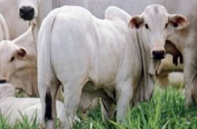 Mercado do boi gordo registra alta em oito praças