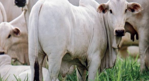 Abate de bovinos acumula alta pelo décimo trimestre consecutivo