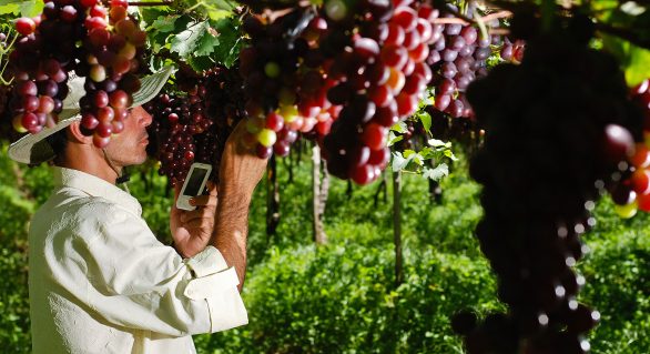 Destaque para cultivar de uva cada vez mais adotada por produtores