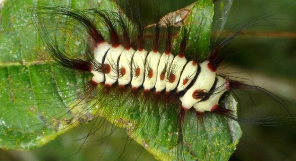 Pesquisadores do Instituto Butantan encontram substâncias em lagartas capazes de neutralizar o vírus H1N1