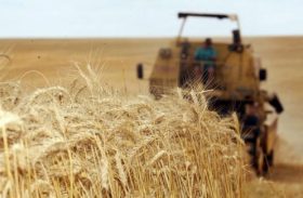 Produtores avaliam safra de trigo