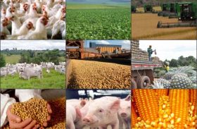 Valor da Produção Agropecuária é de R$ 481,6 bilhões em 2015