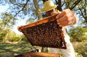 Agricultores de Delmiro Gouveia são inseridos na rota do mel pela Codevasf