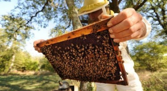 Projetos buscam melhorar a produção de mel no País