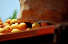 Período de final de ano limita demanda por laranjas