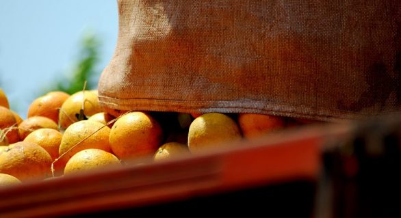 Período de final de ano limita demanda por laranjas