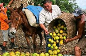 Alagoas ganha primeira fábrica de suco de laranja