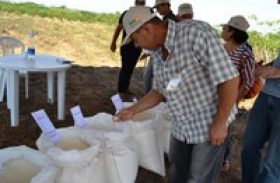 Produção de mandioca ganha mais espaço nas pequenas propriedades do Agreste