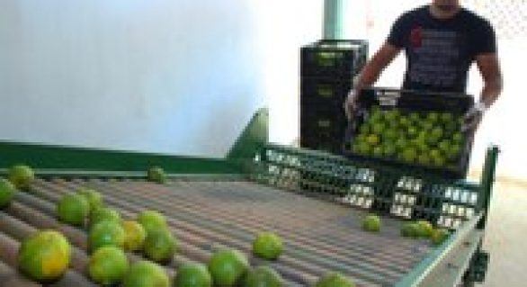 Produção de laranja lima em Alagoas é destaque em revista nacional