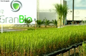 Alagoas será o primeiro a produzir etanol transgênico no hemisfério sul