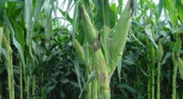 Adubação nitrogenada proporciona ganhos de produtividade ao milho