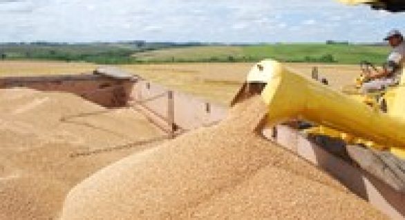 Produtores avaliam safra de trigo em 2013