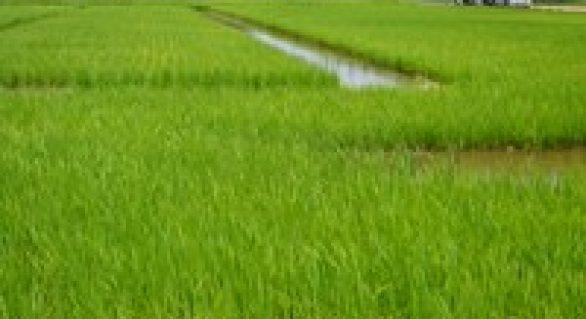 Embrapa lança cultivar de arroz desenvolvida para o Maranhão