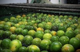 Desenvolve apoia fortalecimento da produção de laranja lima