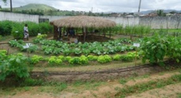 Produção Agroecológica vira instrumento de aprendizado em União dos Palmares