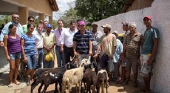 Produtores de Igaci e Palmeira são beneficiados pelo Alagoas Mais Ovinos