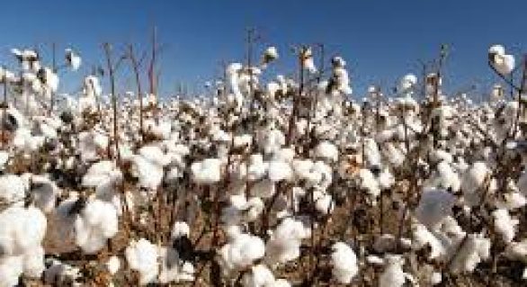 Agricultura prorroga autorização para uso de agrotóxicos em algodão