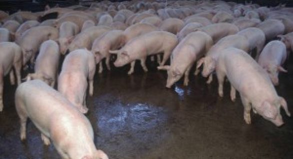 Preços do suíno sobem com demanda de fim de ano