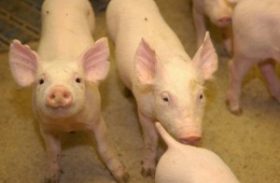 Exportações de carne suína caem em 2013 na comparação com 2012