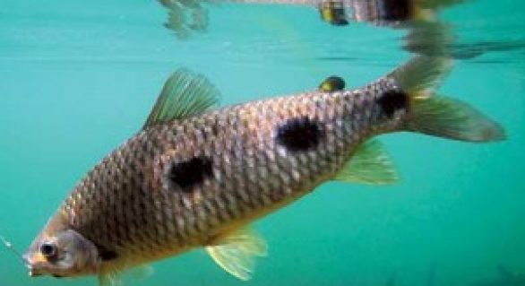 Peixamento da codevasf em Alagoas insere espécies nativas no rio São Francisco