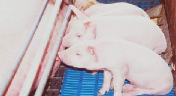Vendas de carne suína enfraquecem no mercado interno e externo em janeiro