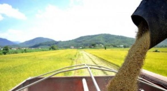 Governo autoriza Conab a vender 500 mil toneladas do estoque público de arroz