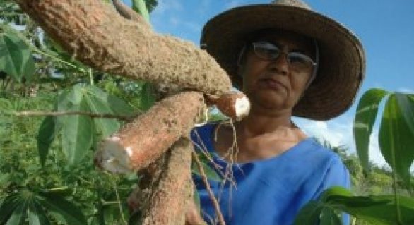 Pequenos agricultores recebem apoio da prefeitura de Canapi (AL)