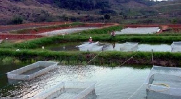 ABNT abre consulta pública sobre normas em aquicultura