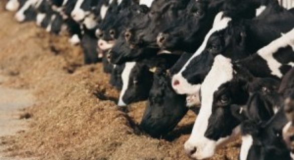 Diagnóstico de gestação em bovinos: quanto mais cedo, melhor o manejo