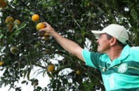 Manejo orgânico da laranja lima marca Dia de Campo em Ibateguara