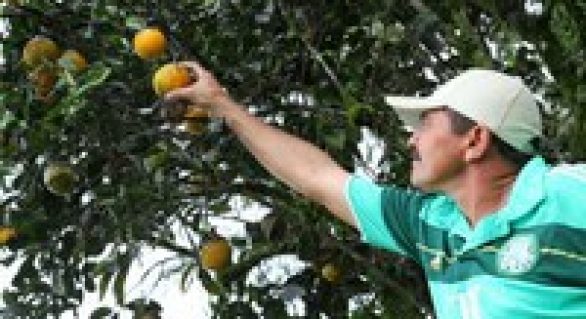 Manejo orgânico da laranja lima marca Dia de Campo em Ibateguara
