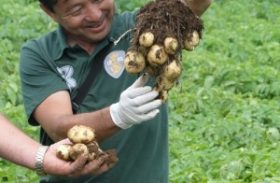 Novas cultivares de batata para a indústria
