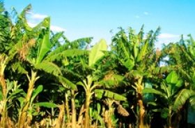 Produção de banana é fortalecida no Vale do Mundaú