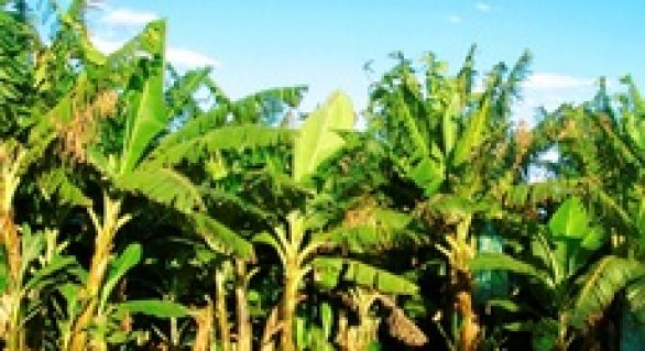 Produção de banana é fortalecida no Vale do Mundaú
