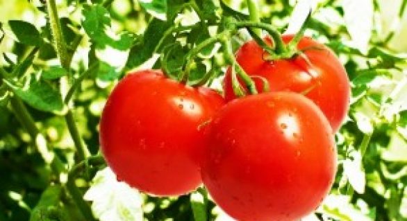 Novo tomate antioxidante pode ajudar na prevenção de doenças degenerativas