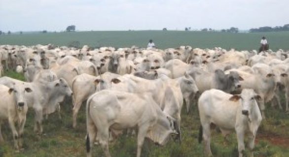 Estiagem influencia a queda na oferta de gado e a alta da arroba