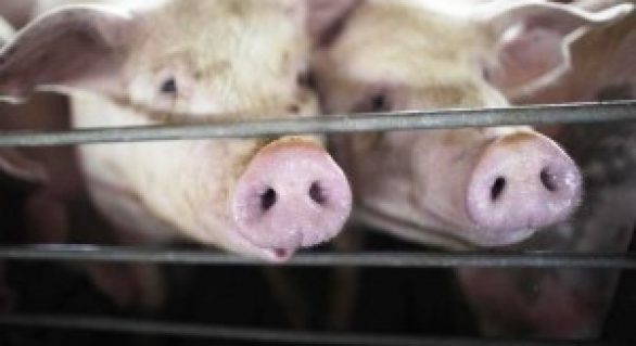 Exportações de suínos registram queda pelo terceiro mês consecutivo