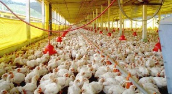 Indústria avícola aposta em crescimento e marca presença no Show Rural Coopavel