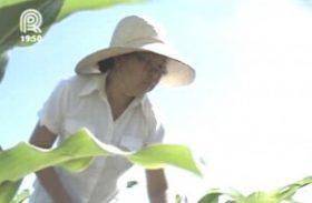 Fazendinha Embrapa desenvolve culturas orgânicas e de baixo custo para produtores