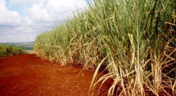 Fevereiro segue com calor intenso e preocupa produtores de cana-de-açúcar