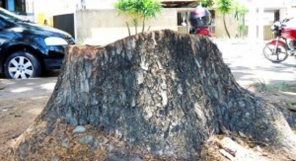 Sempma esclarece supressão de árvore na Orla de Maceió
