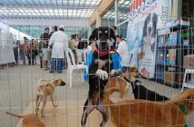 Lazer na Praça terá ações do CCZ e animais para adoção