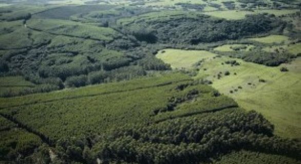 Reforma ministerial e questionamentos do Código Florestal atrasam CAR