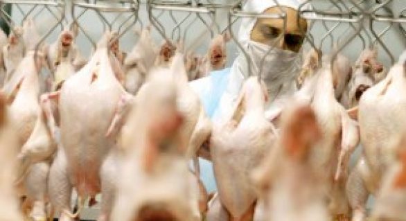 Preços da carne de frango registram alta no atacado